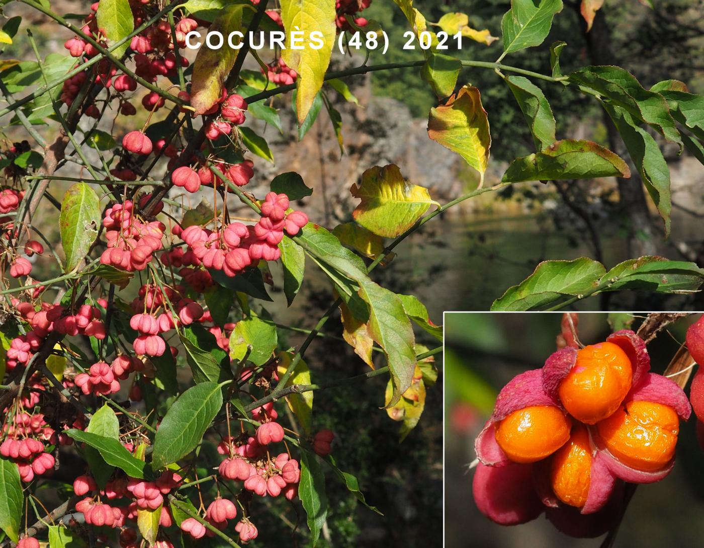 Spindle-tree fruit
